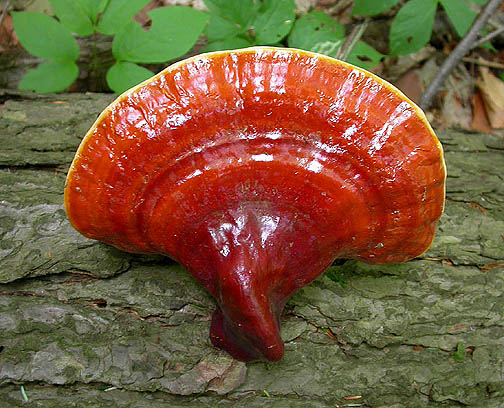 צילום: /champignonscomestibles.com/reishi-ganoderma-lucidum