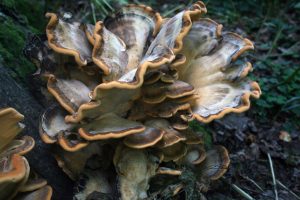 giant lingzhi, mushroom, tree mushroom-3108674.jpg