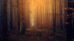 forest, twilight, nature-3119826.jpg