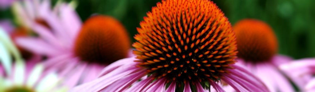 echinacea-3540788_1920 אכינצאה - echinacea